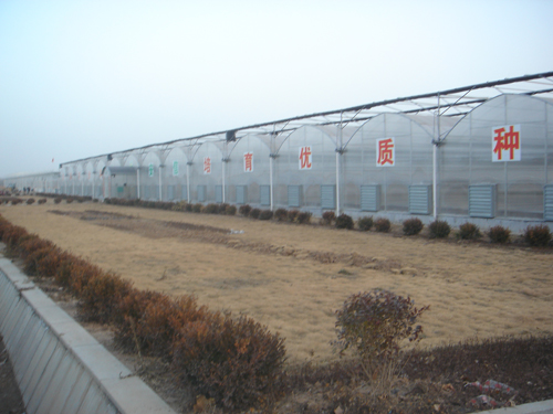 智能連棟溫室A區(qū)