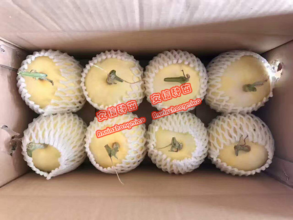 甜瓜苗廠家——安信種苗