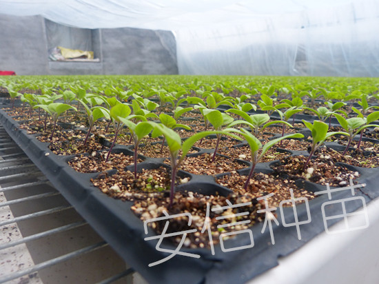 安信茄子苗溫室
