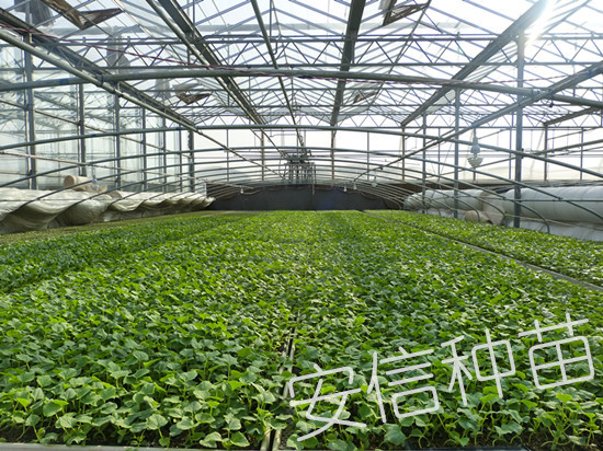 安信甜瓜苗溫室 安信甜瓜苗溫室