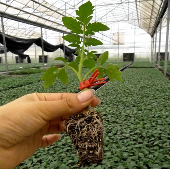 西紅柿嫁接苗_安信種苗 西紅柿嫁接苗_安信種苗