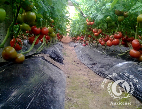 安信優(yōu)良番茄苗品種——碩豐689