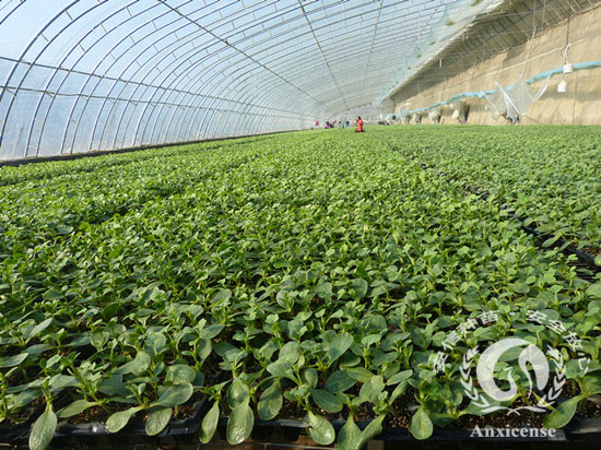 安信西瓜苗溫室