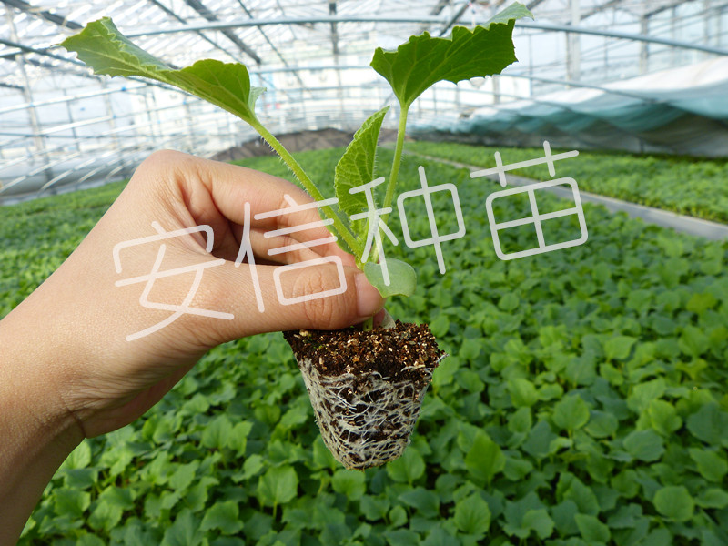 甜瓜苗_安信種苗 甜瓜苗_安信種苗