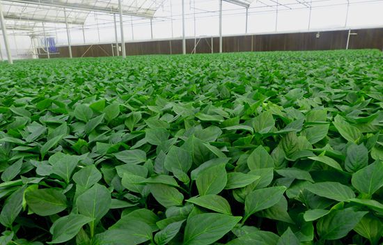 安信甜椒苗種植基地 安信甜椒苗種植基地