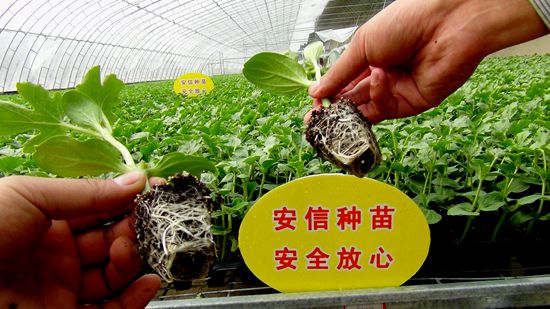 安信西瓜嫁接苗 安信西瓜嫁接苗