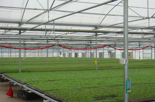 智能連棟溫室B區(qū)