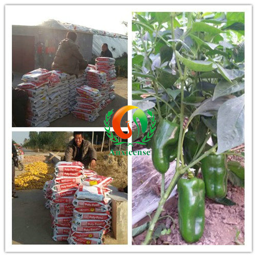 進(jìn)口水溶肥保瑞豐-甜椒苗的田間表現(xiàn)