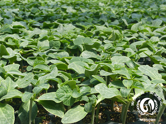 專業(yè)嫁接黃瓜苗