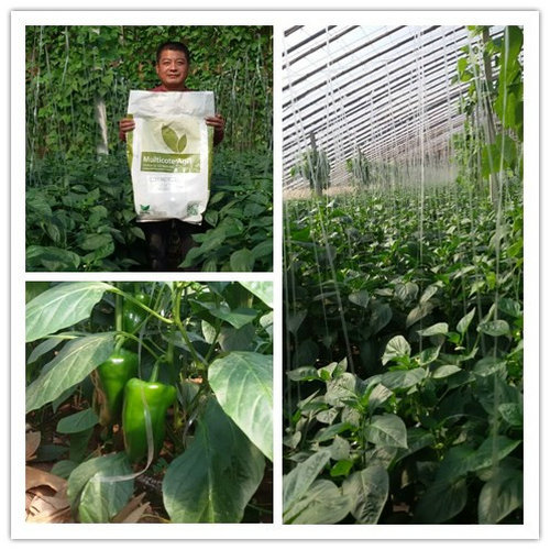 甜椒高產(chǎn)專用肥：海法魔瑞生
