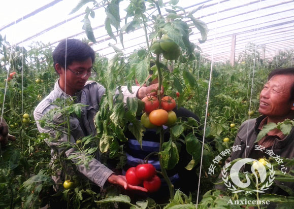 安信優(yōu)良番茄苗品種——106C