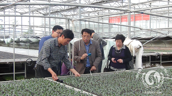 別教授為安信種苗管理人員講解指導(dǎo)工作