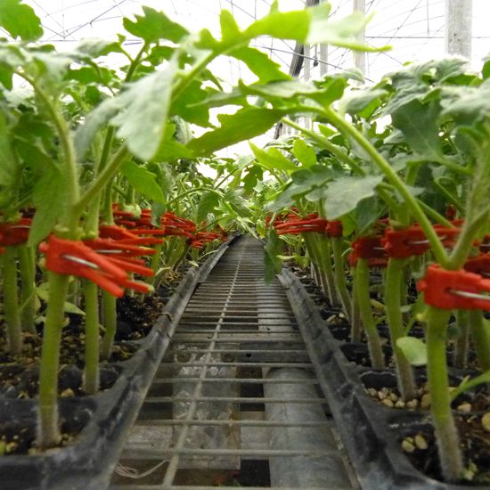 安信嫁接西紅柿苗溫室 安信嫁接西紅柿苗溫室