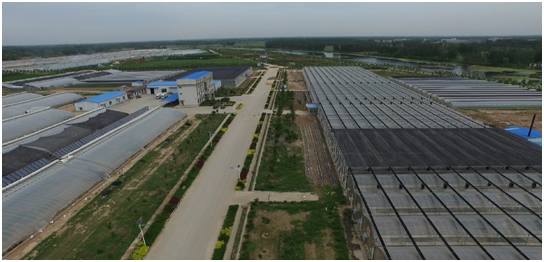 安信種苗-專業(yè)蔬菜種苗培育基地