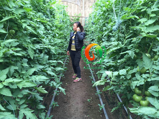 西紅柿苗碩豐689的田間表現(xiàn)