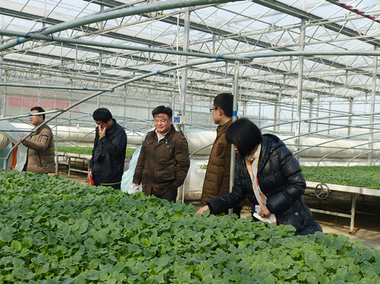 濟(jì)南市農(nóng)業(yè)局植保站到安信甜瓜苗基地檢查防疫工作