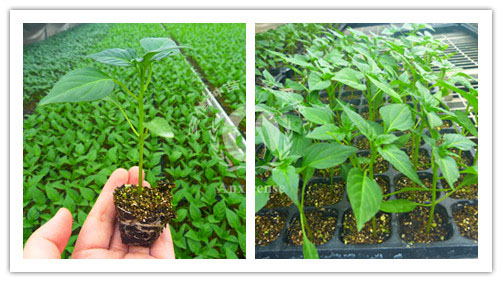 安信種苗培育生產(chǎn)的辣椒苗