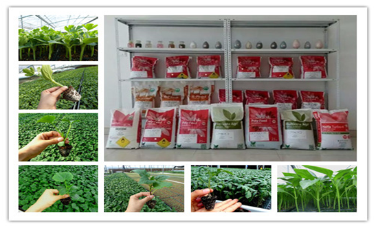 安信種苗主營產(chǎn)品