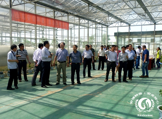 安信種苗連棟溫室