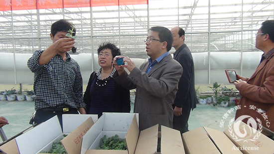 專家一行實地觀看完嫁接西瓜苗生產(chǎn)線