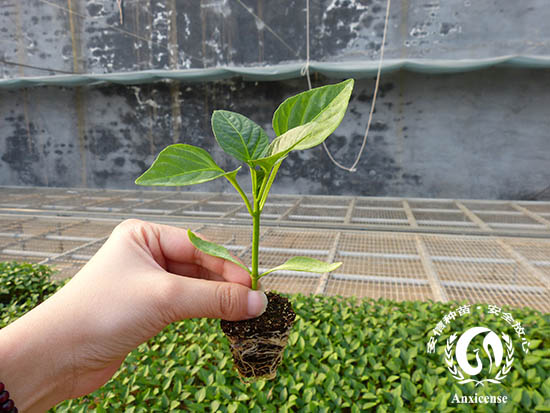 安信種苗甜椒苗