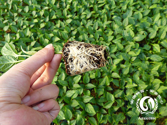 甜椒苗凱萊根系發(fā)達