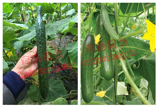 黃瓜苗育苗基地——安信種苗