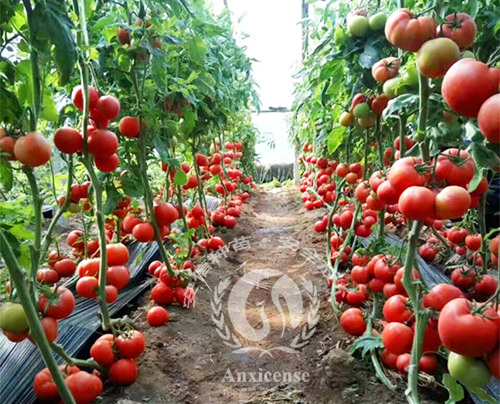 以色列海澤拉優(yōu)秀番茄苗品種——圣羅蘭3689