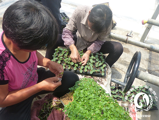 專業(yè)嫁接人員